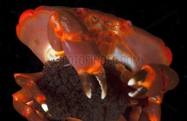 Crab female with her eggs under the abdomen Tuamotu