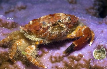 Crab on sea bottom Tuamotu