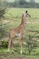Masai Giraffe (Giraffa tippelskirchi)  young  Masai-Mara National Reserve  Kenya