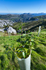 Native trees reforestation in Miera Valley  Valles Pasiegos  Cantabria  Spain  Europe