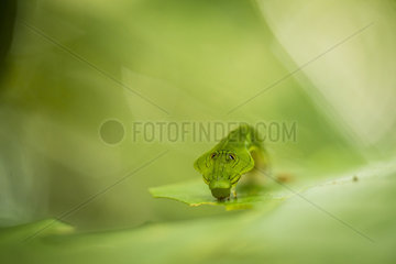 Caterpillar of Costa Rica leaf moth (Oxytenis modestia) with false eyes on a leaf  Manuel Antonio national park  Costa Rica