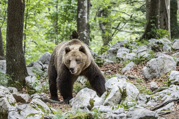 Dominant European brown bear  or ?alpha bear  (Ursus arctos)  in the karst forest  Notranjska  Slovenia