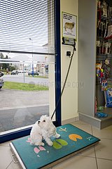 Weighing a Bichon Maltese in a veterinary practice