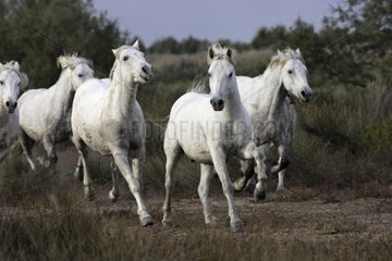 Camarguais horses running in a swamp of Camargue France