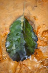 Leaf floating in the polluted water of the river Reigous