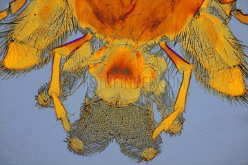 Mouthpieces of a wasp under microscope