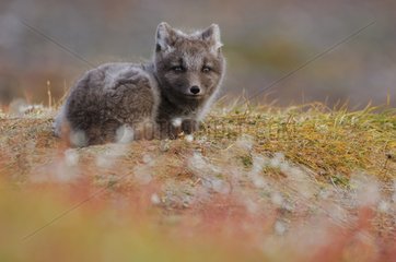Arctic fox cub lied down in the tundra Nunavut Canada