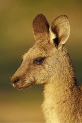 Portrait of Eastern Grey kangaroo Warrumbungle NP
