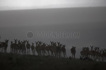 Harem von Impalas unter dem Regen Masaï Mara Kenia
