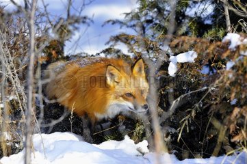 Red fox walking cautiously in the snow USA