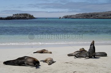 Lions de mer des Galapagos dormant sur la plage Santa Fé