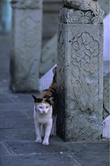She-Cat  die am FuÃŸ eines Pagoden Thailand geht