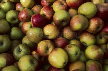 Fruits européens. Pommes.