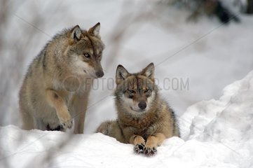 Wolves in snow National park of Bayerischerwald