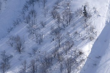 Chamois in Snow Massif des Bornes Haute-Savoie France