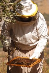 Contrôle d'une ruche Apiculture projet WWF Liban