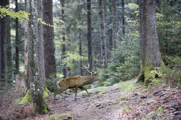 Red Deer (Cervus elaphus) male in the Vosges Forest in autumn  Rimbach near Masevaux  Doller Valley  Haut-Rhin  France