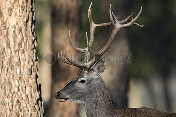 Portrait of Red deer (Cervus elaphus) male  Cordoba  Andalucia  Spain