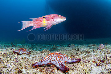 Mexican hogfish (Bodianus diplotaenia) and Panamic cushion star (Pentaceraster cumingi)  National Park of Espiritu Santo Archipelago  Sea of Cortez  Baja California  Mexico