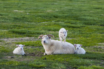 Sheep of Iceland  adult and young playing. Flatey Island  Iceland.