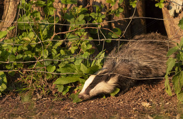 Badger (Meles meles) going under a wire