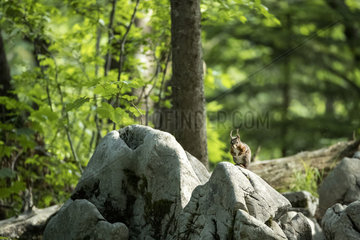 Red Squirrel (Sciurus vulgaris) in the Sneznik forest  Slovenia