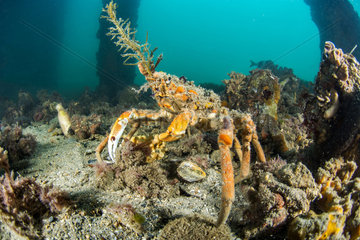 Decorator Crab (Naxia aurita) under Kingscote Pier  Kangaroo island  Australia