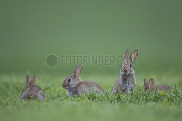 Rabbit (Oryctolagus cuniculus) juveniles  Burgundy  France