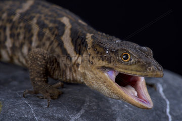 The Sierra Gorda rock lizard (Xenosaurus mendozai) is a recently described lizard species from Mexico.