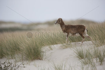 European mouflon (Ovis gmelini musimon) Introduced in Baie de Somme  Baie de Somme Nature Reserve  Picardie  France
