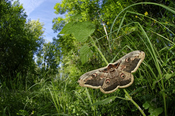 Giant peacock moth (Saturnia pyri) on vegetation  Prairies du Fouzon  Loir-et-Cher  France