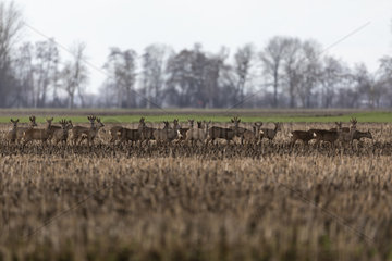 Roe deer (Capreolus capreolus) Deer herd  Alsace  France