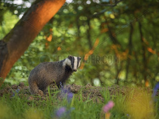 A female Badger emerges from her sett in the Peak District National Park  UK