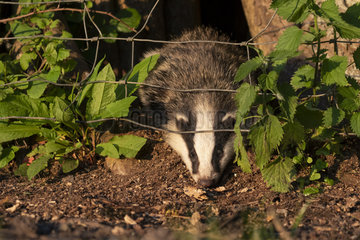 Badger (Meles meles) going under a fence