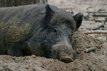 Wildschwein in Mud Park Boutissaint France gelegt