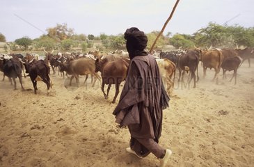 Shepherd carrying out his herd Kardieme Mali