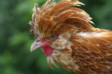 Portrait of a Cock Hen race 'Padoue'
