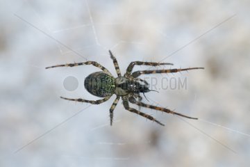Cave Spider on its web in a the Rocca Ulari cave Italy