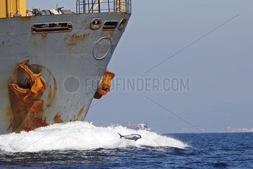 Striped Dolphin and cargo in the Strait of Gibraltar