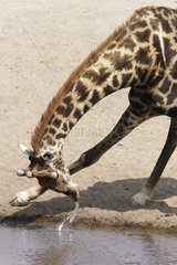 Giraffe wird an einem Wasserpunkt Etosha erfrischt