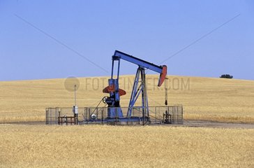 Oil wells in a field of grain Saskatchewan Canada