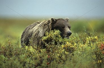 Brown bear eating berries in the rain Denali NP Alaska