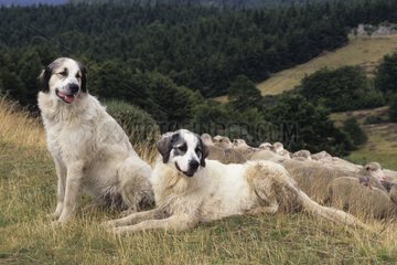 Pyrenean Mountains Hunde  die eine Herde schützen