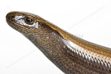 Portrait of Slow Worm on white background