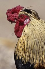 Portrait of Cock Picardy France