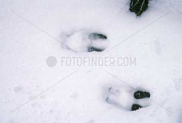 Footprints of a chamois in the snow