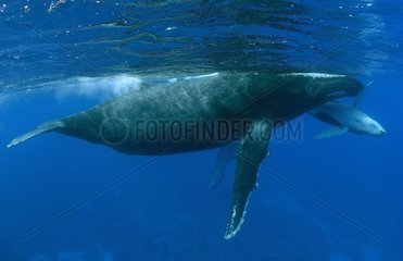 Humpback whale and calf island Rurutu Austral Polynesia