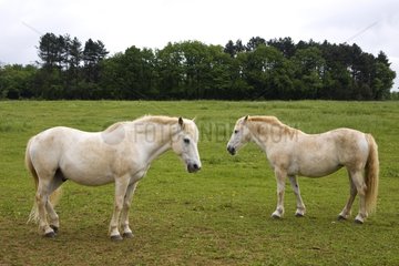 White Horses resting in a meadow Bourgogne France