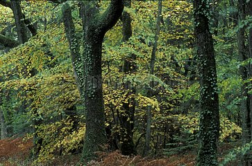 Forêt de Brocéliande en automne Raimpont France