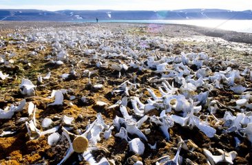 Cimetière de bélougas Somerset Island Arctique